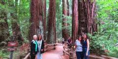 Muir-Woods-National-Monument-Redwoods