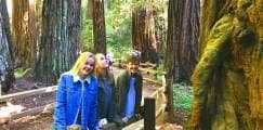 Besuchen Sie den Muir Woods Park mit riesigen MammutbДumen